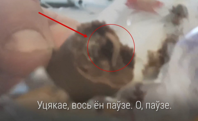 В Гродно в гипермаркете продаются конфеты с живыми червями