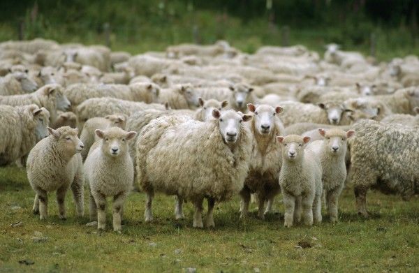 В Беларуси будут развивать овцеводство