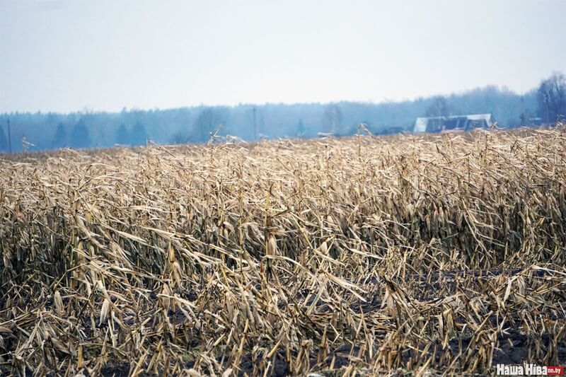 Под Лидой до сих пор не убран урожай кукурузы