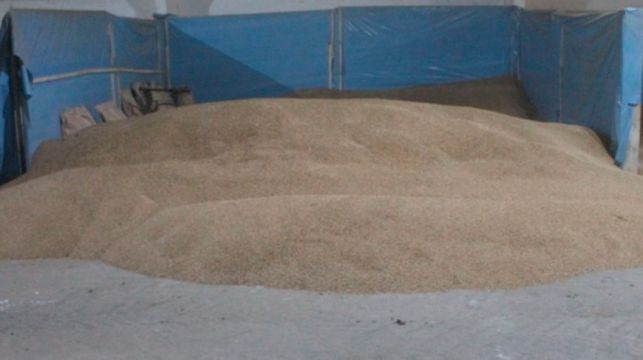 Бригадир хозяйства в Лидском районе присвоила 1,3 тонны тритикале