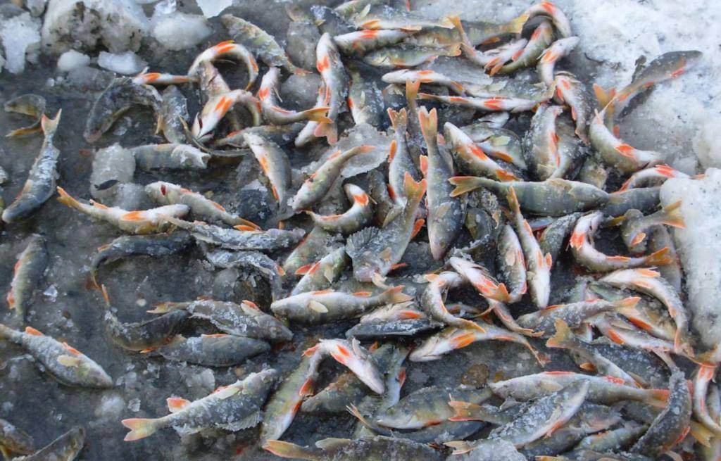 В Лидском районе сняты ограничения на лов рыбы