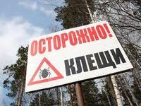 В Гродно клещи покусали восемь человек