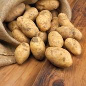 Смогут ли белорусы накормить мир картошкой?